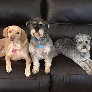 Meet your Posher, Shane